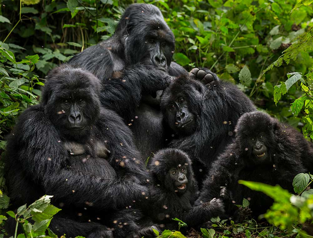 Virunga, Africa's Oldest National Park, Turns 100
